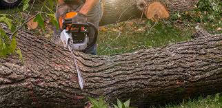 Reliable Triana, AL Tree Care Solutions